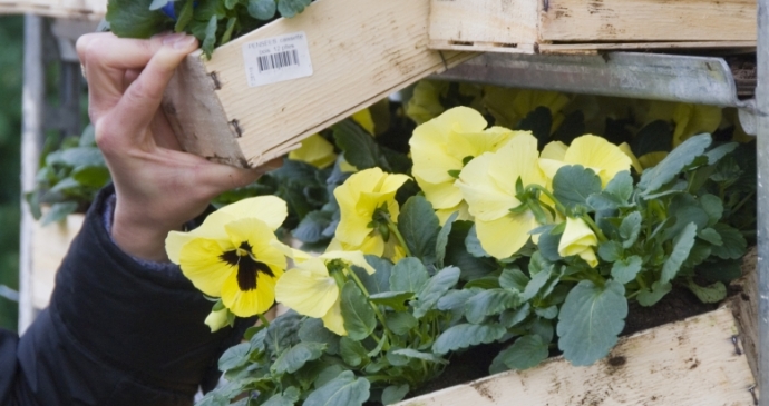 Plantes fleuries : nos astuces pour faire le bon choix en f&eacute;vrier